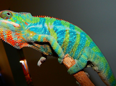 Furcifer pardalis hímek