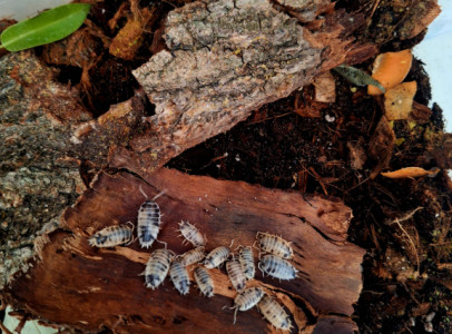 Porcellio leavis 
