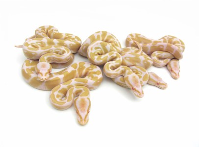 Királypiton Python regius (ball python) morphs