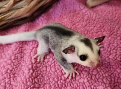 Baby Sugar Gliders