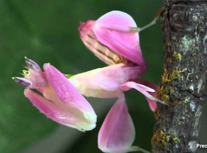 Orchidea manó, imádkozó sáska