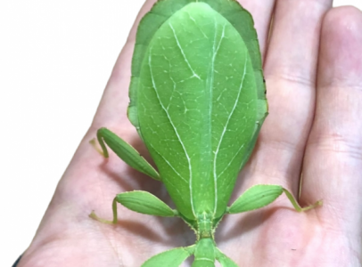 Phyllium philiphincus pete postával elado