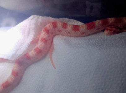 Gabonasiklo babyk elerhetoek Hamza Snakes