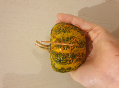 Bengáli nőstény botsáskák eladóak