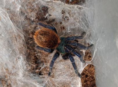 Chromatopelma