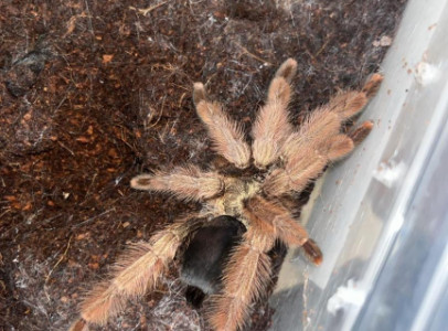 P. Metallica, A. Geniculata, T. Albo, P. Pulcher