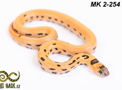 Lampropeltis mygmaking