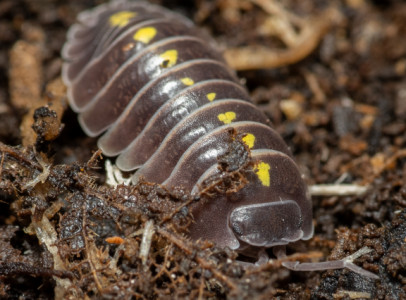 isopod ászka ászkarák takarítócsapat bioactive