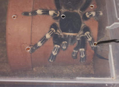 A. geniculata és L. parahyban nőstények