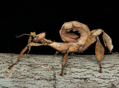 Extatosoma tiaratum (Koronás levéllábú sáska)