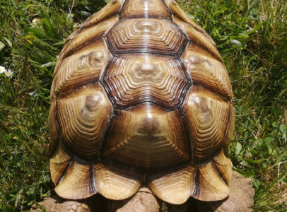 Sarkantyús teknős