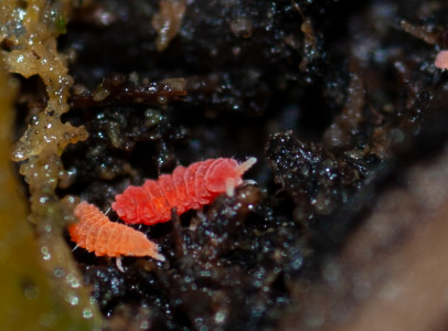 springtail ugróvillás porcellio merulanella