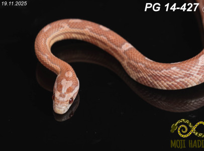 Pantherophis guttatus