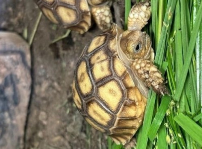 Sulcata Tortoise For Sale