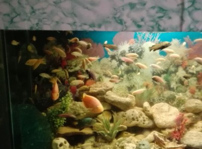 Sügér akvárium