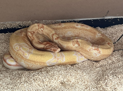 Sharp Boa C. Pár