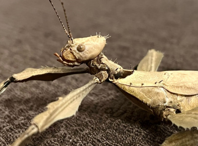 Extatosoma tiaratum Manu peték eladók