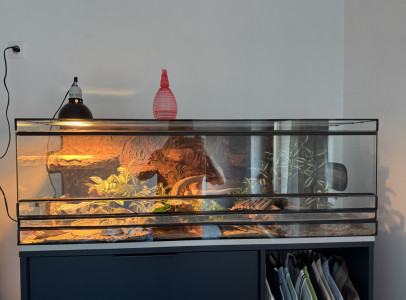 Költözne 5 éves leopárd gekkóm