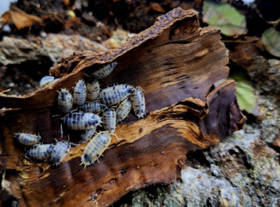 Porcellio leavis 