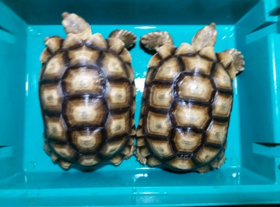 Egzotikus teknősök!
