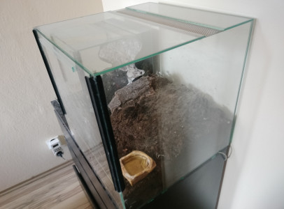 Lasiodora Parahybana