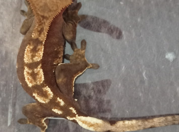 Correlophus ciliatus ( vitorlás gekkó)