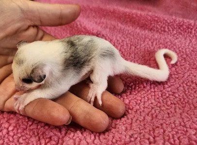 Baby Sugar Gliders