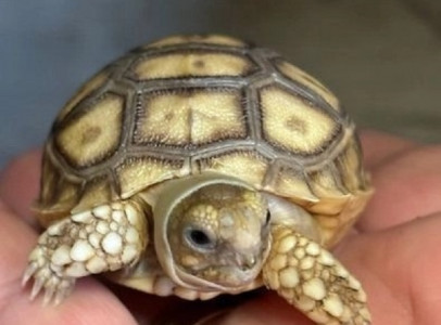 Sulcata Tortoise For Sale