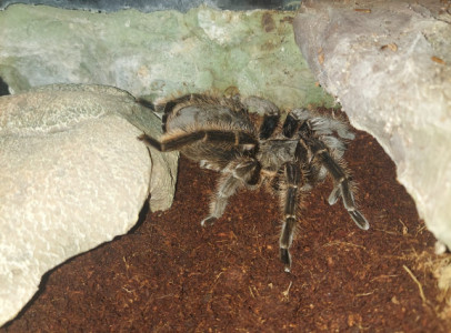 P. Metallica, A. Geniculata, T. Albo, P. Pulcher