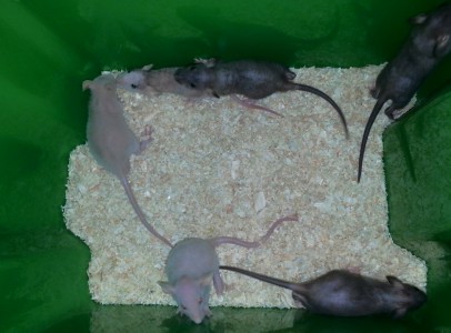 Hairless RATS
