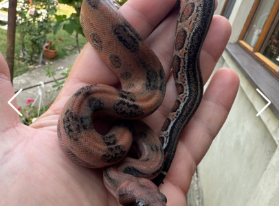 Supernova Boa (Mandarin Belly Leopard)