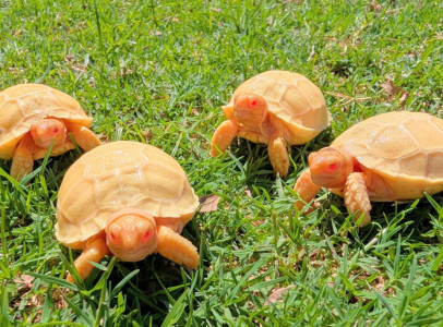Carettochelys insculpta and Albino sulcata