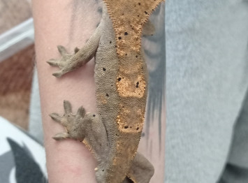 Correlophus ciliatus ( vitorlás gekkó)