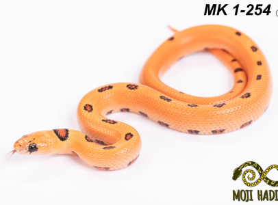 Lampropeltis mygmaking