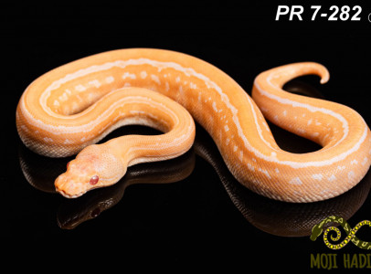 Python regius baby 2024