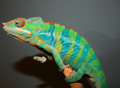 Furcifer Pardalis