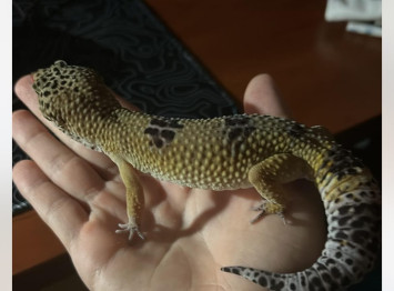 Költözne 5 éves leopárd gekkóm