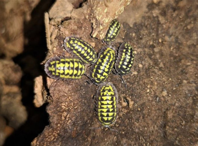 Eladó armadillidium gestroi és klugii