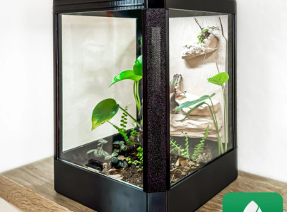 Jumping Spider, Pet, Terrarium Enclosure