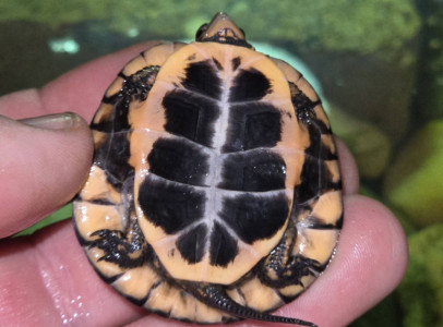 pettyes víziteknős