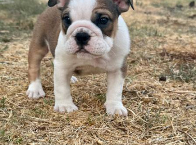 buy litter of English Bulldog puppies