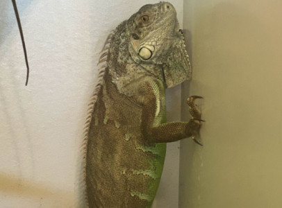 Zöld leguán (Iguana iguana)