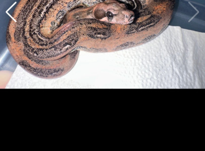 Supernova Boa (Mandarin Belly Leopard Boa