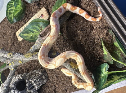 Boa.c sharp albino
