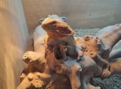 Bearded dragon and full set up