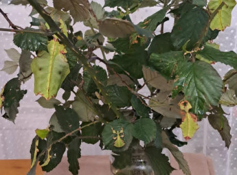 Óriás vándorlólevél