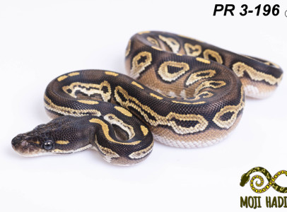 A királyi piton színmutációi