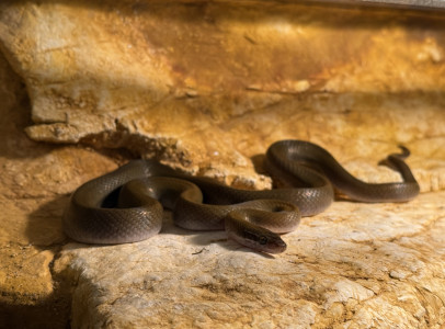 Afrikai házisikló (Lamprophis fuliginosus) Olive