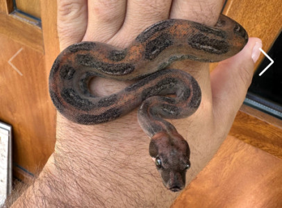 Supernova Boa (Mandarin Belly Leopard Boa