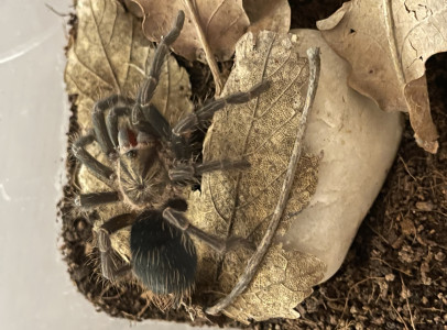 Madárpók (Phormictopus sp. Dominican)